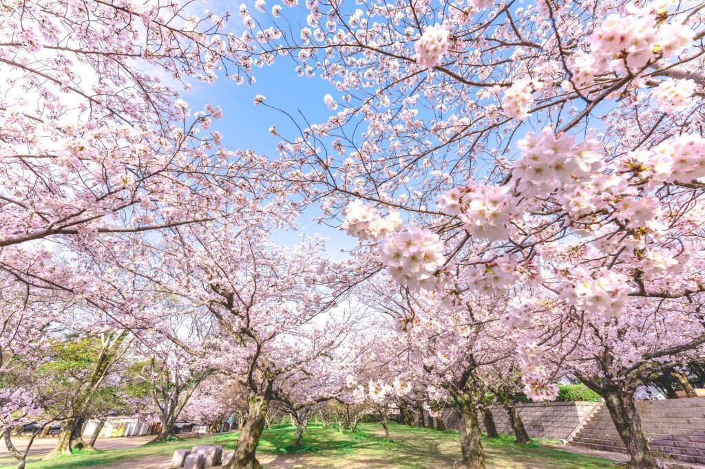 🏞️ 아다치 도시농업공원 (아다치쿠토시노교코엔) 이미지 6